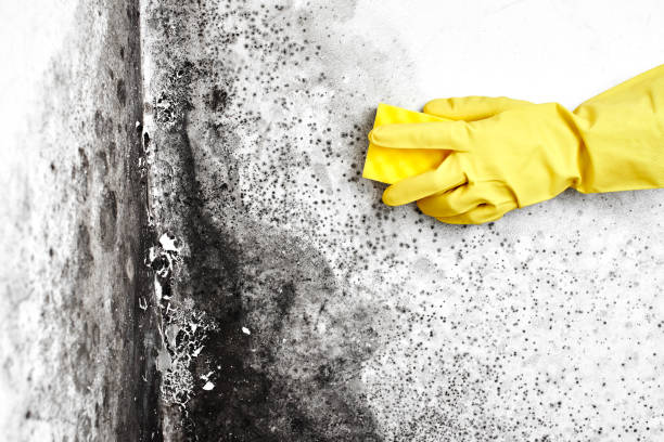 Best Mold Testing  in Barclay, NJ