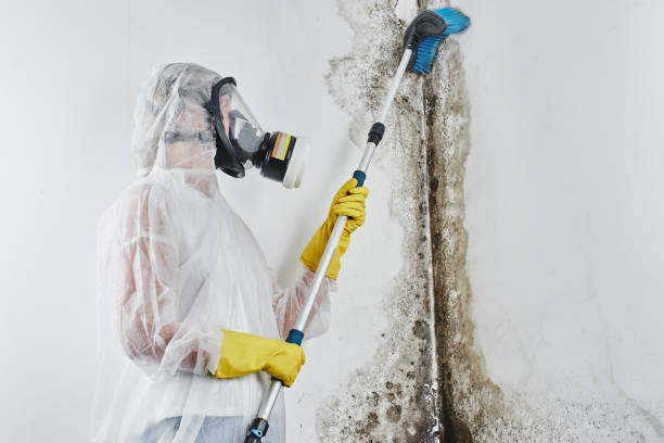 Best Black Mold Removal  in Barclay, NJ