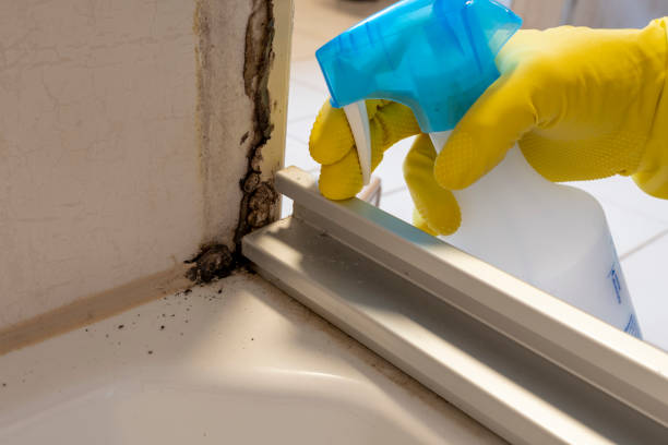 Best Mold Cleaning Services  in Barclay, NJ