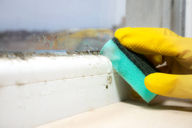 Best Mold Removal Specialists  in Barclay, NJ