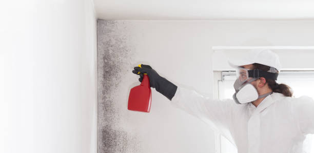Best Emergency Mold Removal  in Barclay, NJ