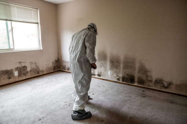 Best Affordable Mold Removal  in Barclay, NJ