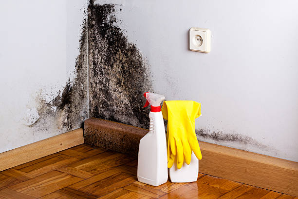 Best Mold Remediation Experts  in Barclay, NJ