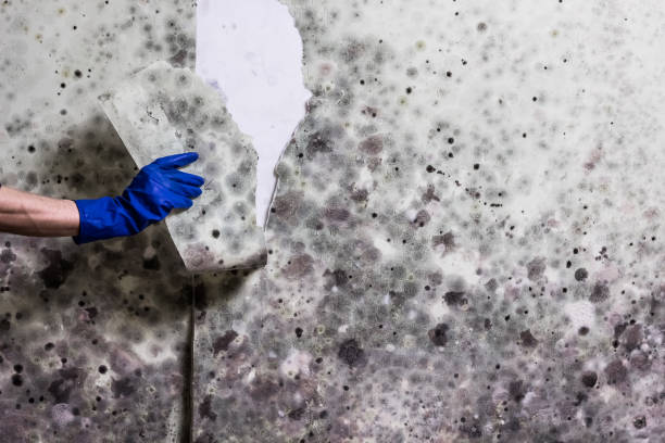 Mold Removal Process in Barclay, NJ