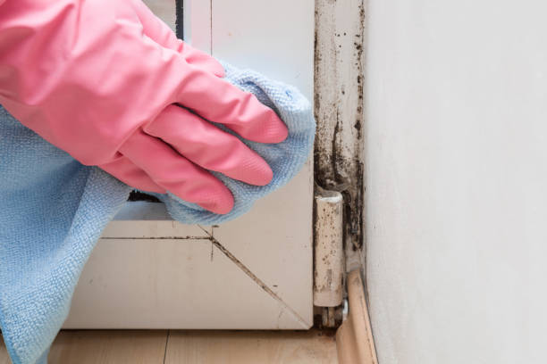 Best Same-Day Mold Removal  in Barclay, NJ