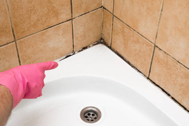 Best Fast Mold Removal  in Barclay, NJ