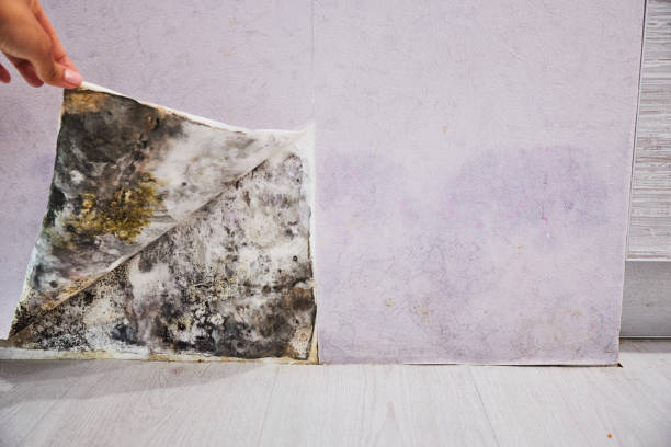 Best Residential Mold Removal  in Barclay, NJ